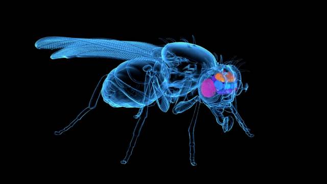 Mapping an entire (fly) brain: A step toward understanding diseases of the human brain.