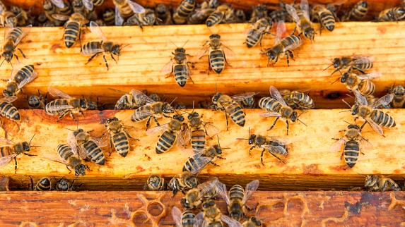Is Decline in Bee Population a Natural Phenomenon or a Warning?