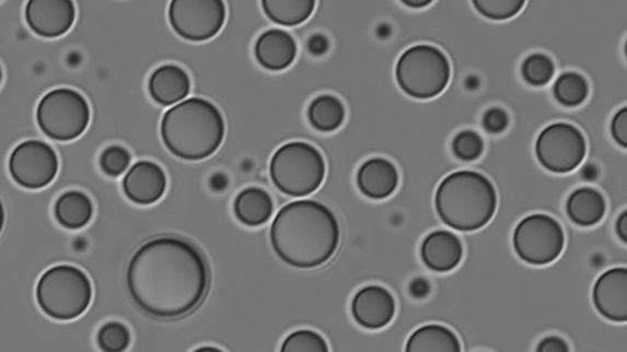 Scientists Sleuth Out the Mysteries of Dynamic Protein Droplets Formed Within Cells.