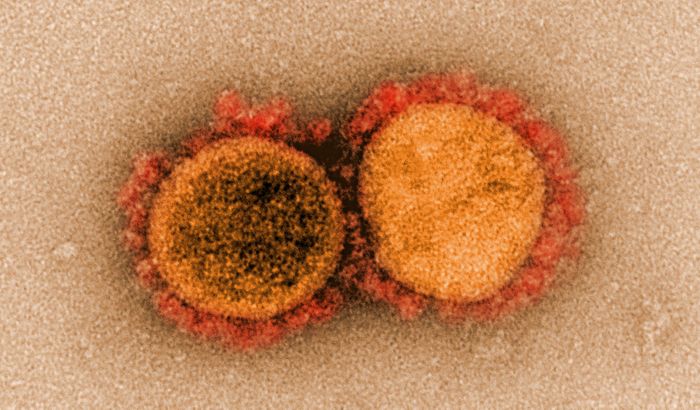 The coronavirus is mutating—but what determines how quickly?
