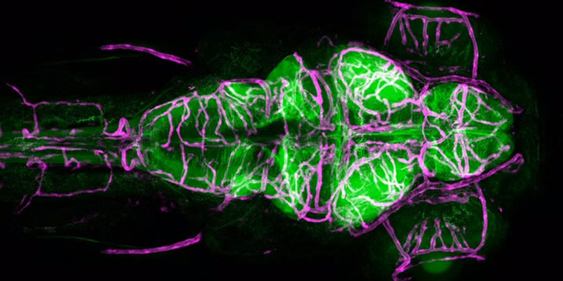 A Rutgers Scientist Confronts the Assertive “Bouncer” of the Brain, Seeking Insights into Human Health.
